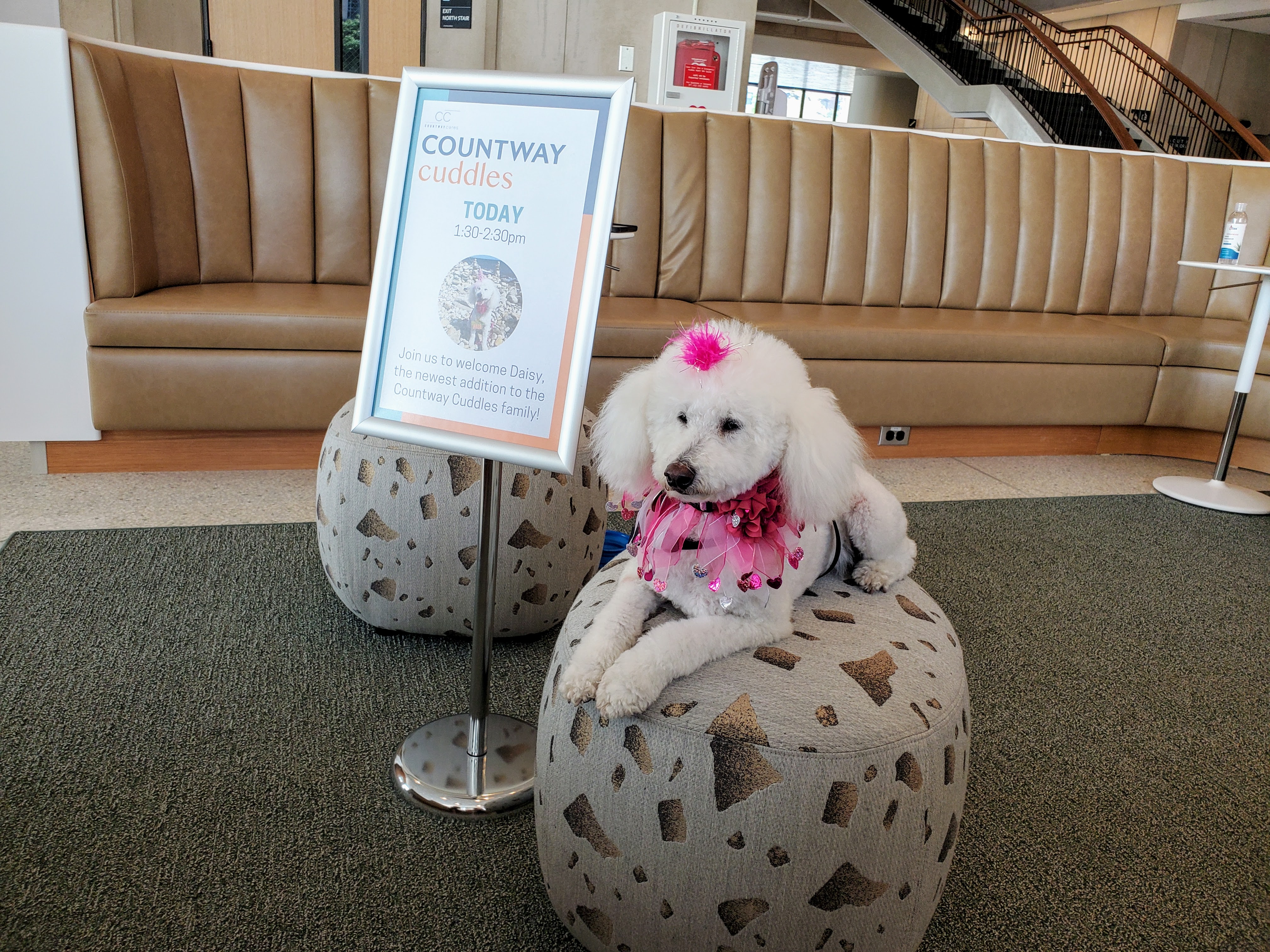 A white poodle dog wearing a pink, glittery jesters collar and bow sitting next to a sign reading: Countway Cuddles today. Join us to welcome Daisy, the newest addition to the Countway Cuddles family.
