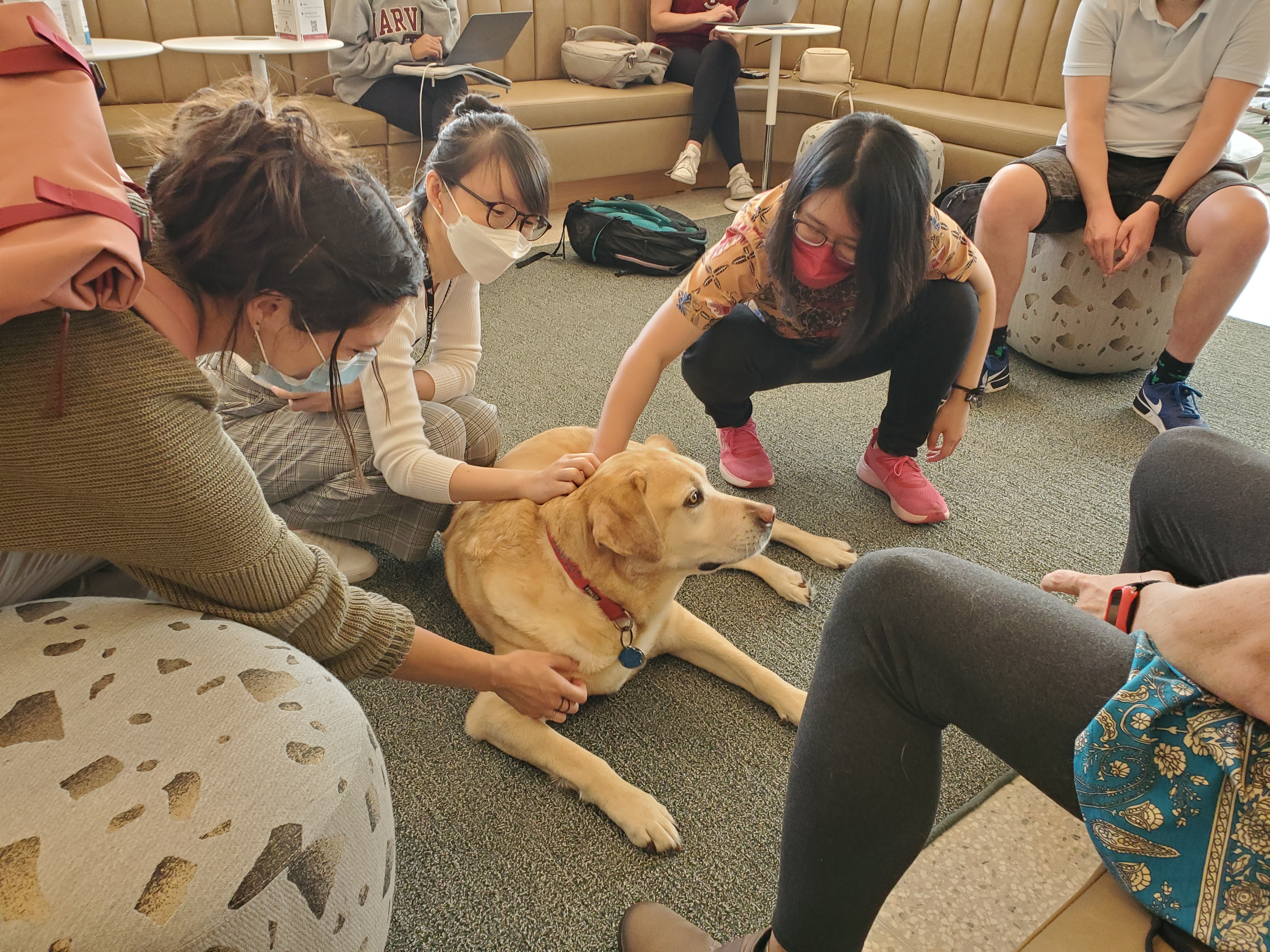 Students petting a yellow labrador retriever therapy dog in Countway Library.