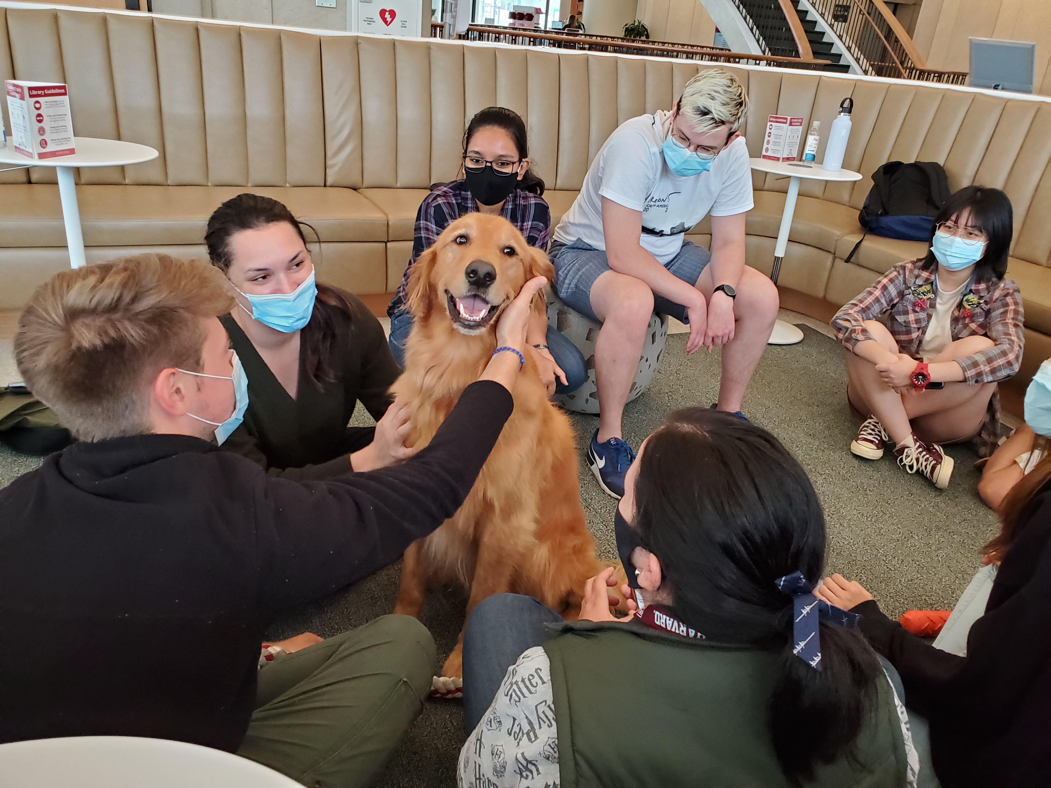 Students petting a golden retriever therapy dog in Countway Library.