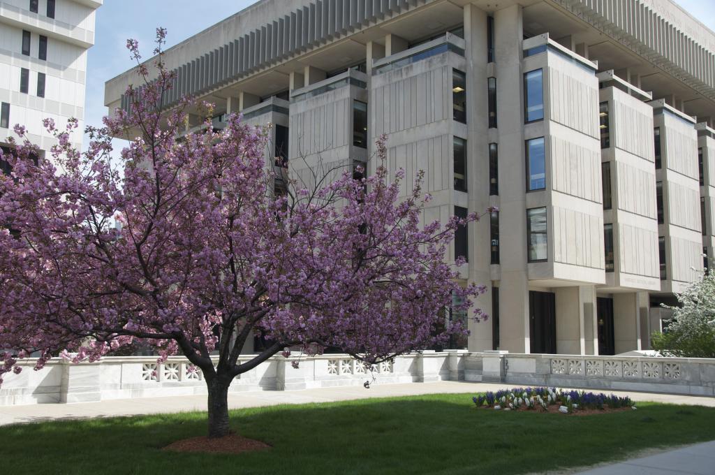 Countway Library behind a tree with pink flowers