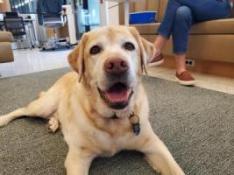 therapy dog Cooper, a yellow Lab, at Countway