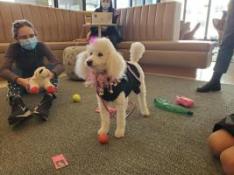students playing with therapy dog Daisy, a Poodle