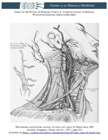 Illustration of the carotid arteries in the human neck