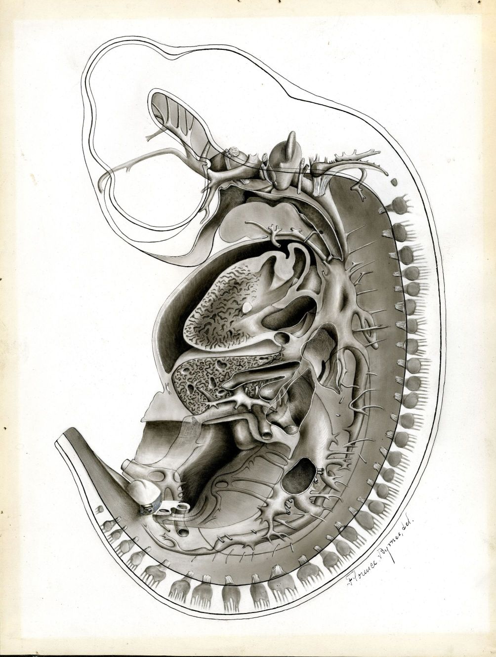 Detailed drawing of a pig embryo by Florence Byrnes.