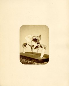 Photo of Lowell's hip on display in 1858-1915.