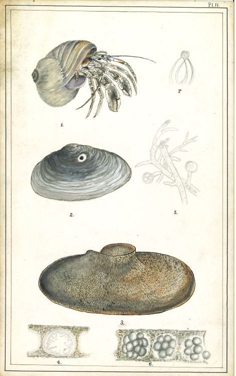 Colored drawings of snail anatomy