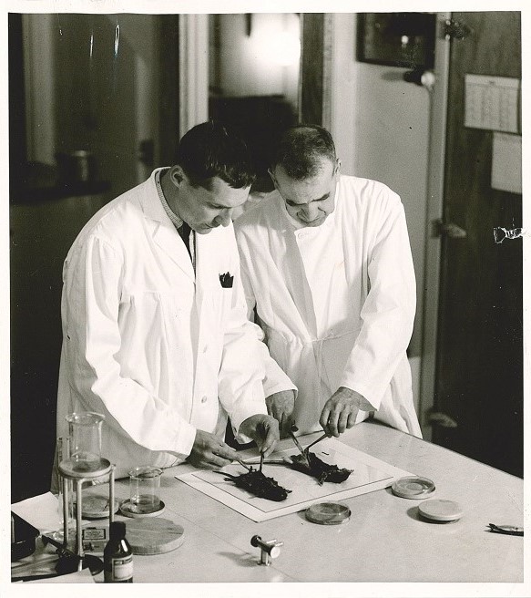 John W. Vinson and colleague dissect rats.