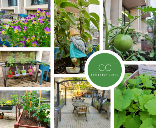 Above ground planters and tables in the Countway Community Garden and the Countway Cares icon