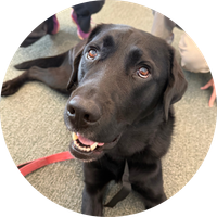 A dog lying on the carpet.