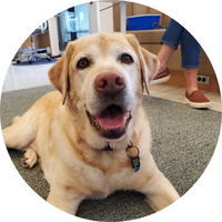 Cooper the yellow lab therapy dog