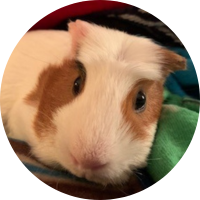 Hermie the therapy guinea pig