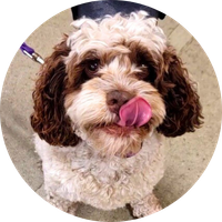 A dog licking its lips.