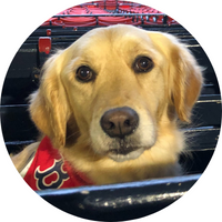 Sophie the Golden Retriever therapy dog