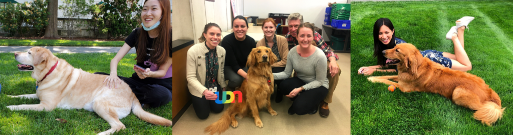 A yellow Labrador therapy dog on the lawn with a student, and a Golden Retriever therapy dog visiting staff and students at Countway Library.