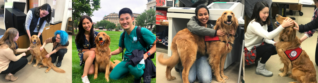 Four photographs of students petting a Golden Retriever therapy dog in Countway Library and on the lawn.