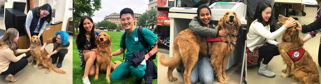 Students petting a Golden Retriever therapy dog in Countway Library and on the lawn.