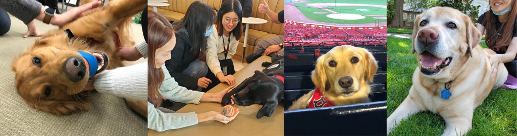 Collage of photos of students playing with therapy dogs