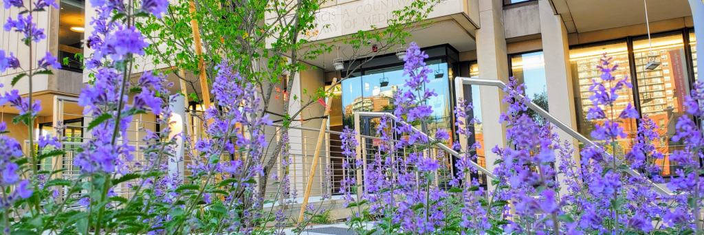 Photo of Countway Library with purple flowers in the foreground