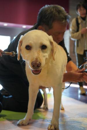 Visitors with a therapy dog at Kyushu University