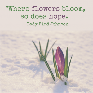 a purple crocus seedling emerging from the snow below the quote Where flowers bloom, so does hope by Lady Bird Johnson