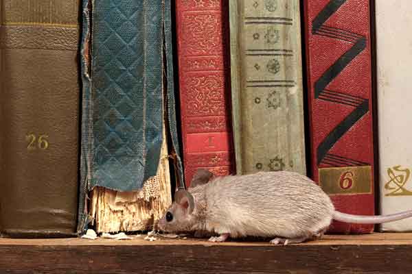 Mouse chewing on an old book
