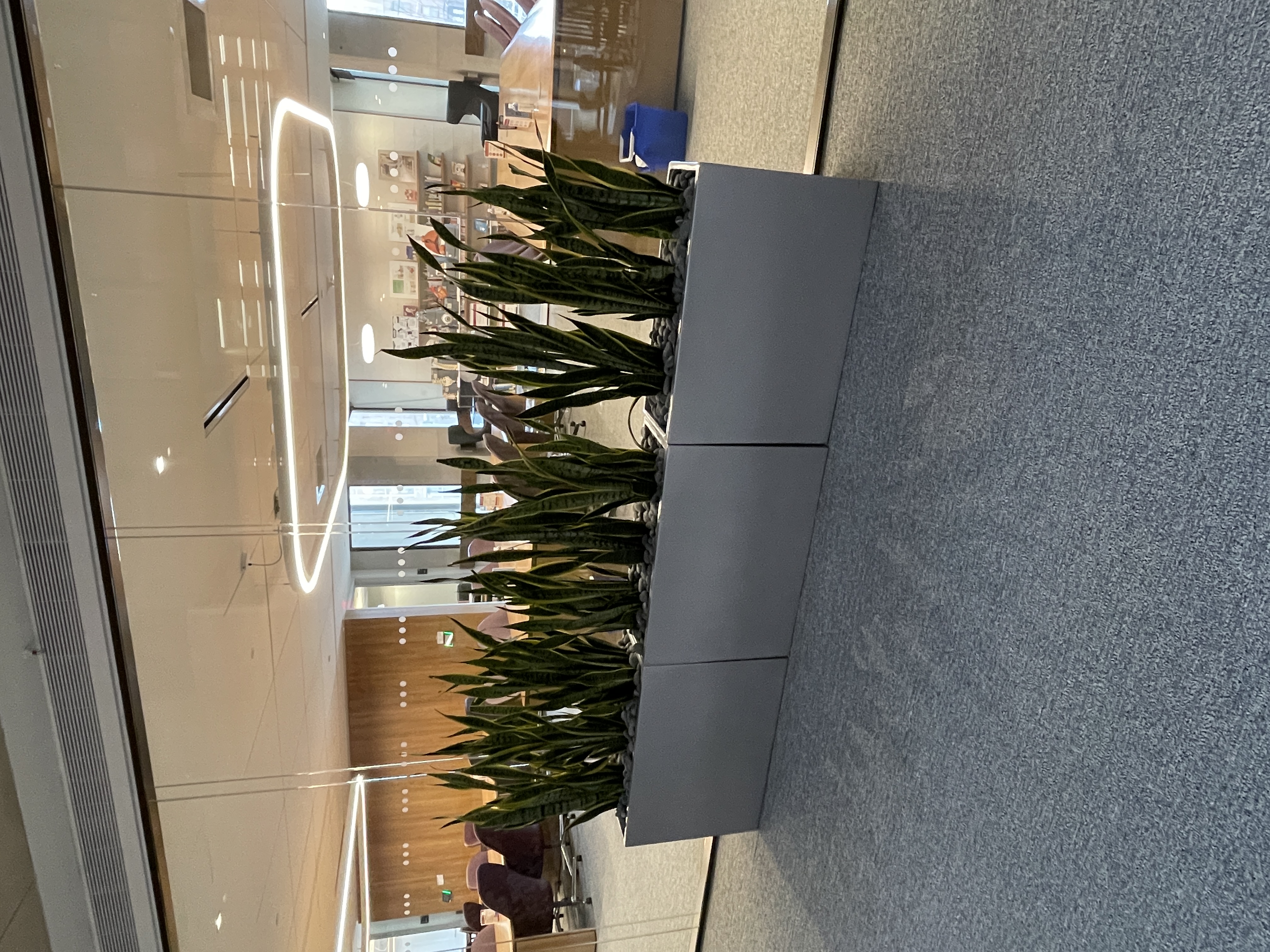 Three large planters, each containing 3 large snake plants outside Russell Reading Room