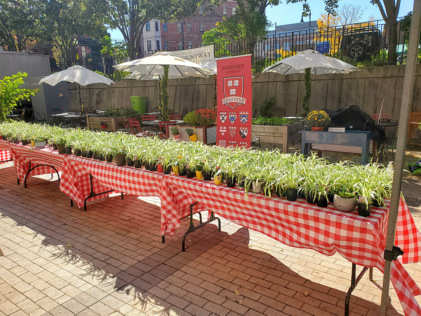 potted plants on tables in the community garden in front of a banner that says Harvard University Grad Fest