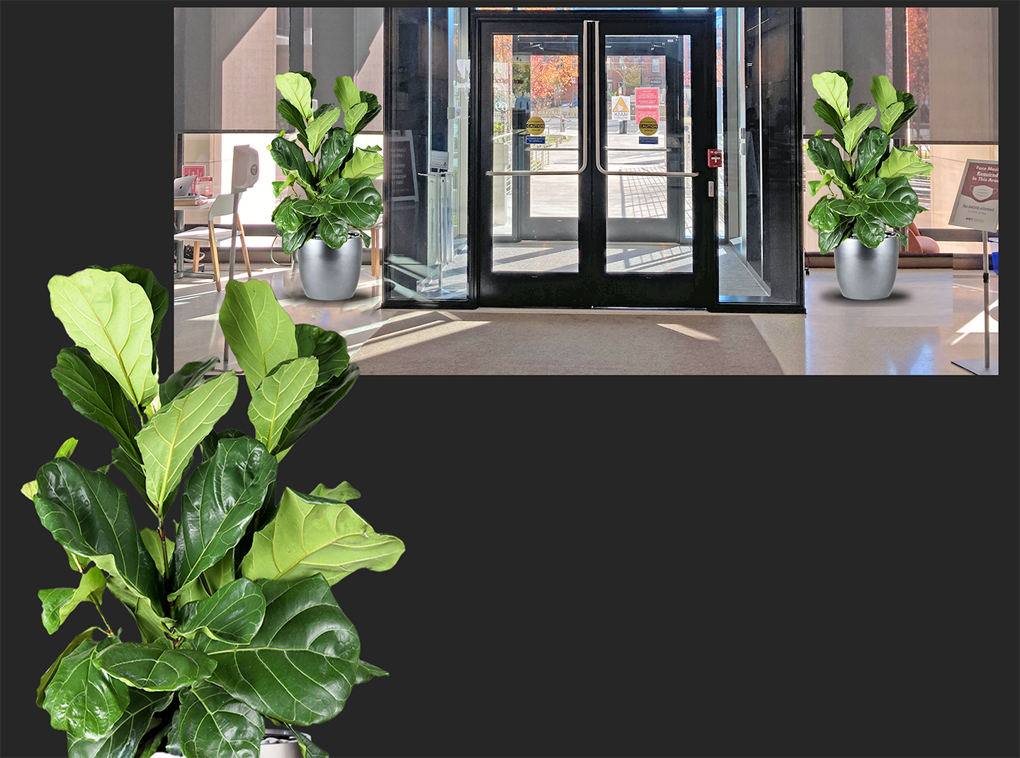 artist's rendition of the new fiddle leaf fig bush plants to be added at the Huntington entrance
