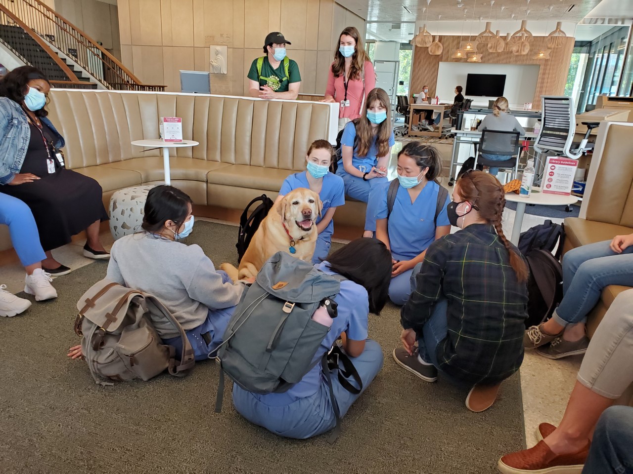 A yellow labrador retriever therapy dog sitting among students in Countway Library.
