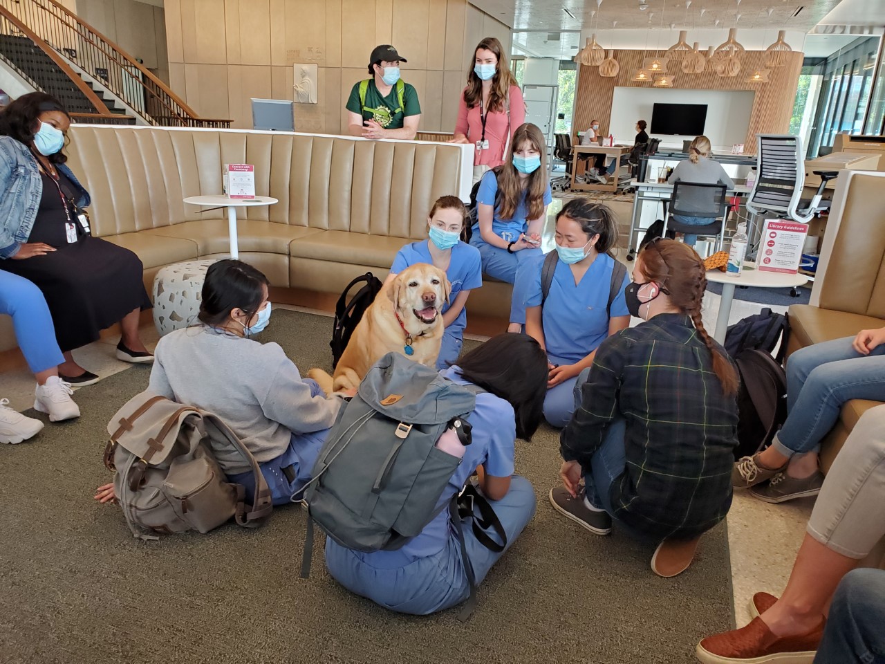 A yellow Labrador retriever therapy dog sitting among students in Countway Library.