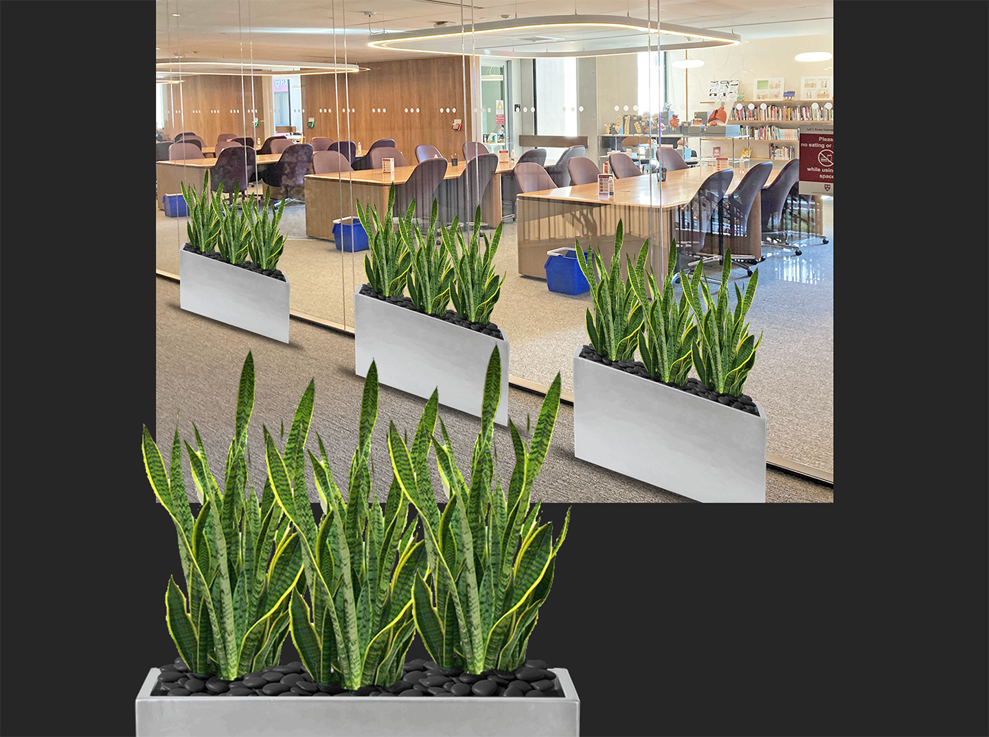 artist's rendition of the new snake plants to be added outside the Reading Room