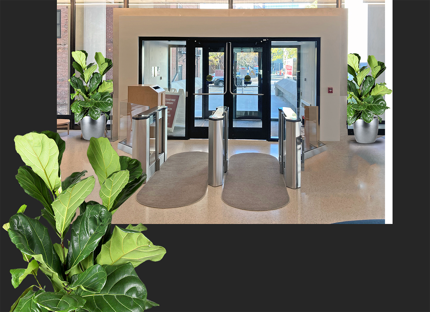 artist's rendition of the new fiddle leaf fig bush plants to be added at the Shattuck entrance