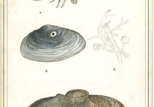 Colored drawings of snail anatomy