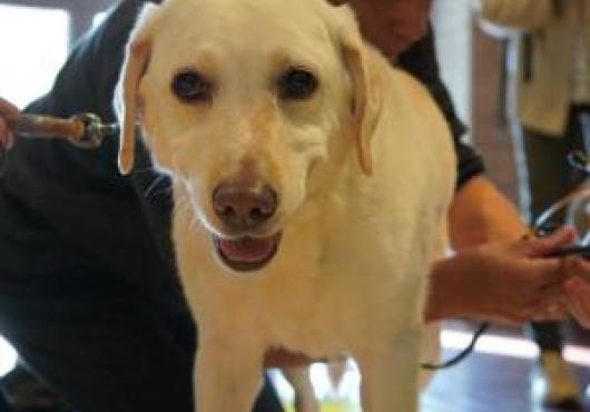 Visitors with a therapy dog at Kyushu University