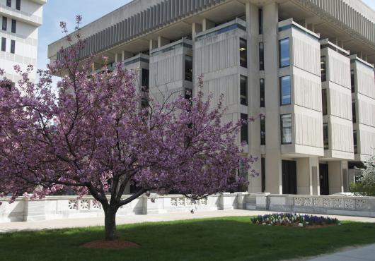 Flowering tree in front of Countway Library