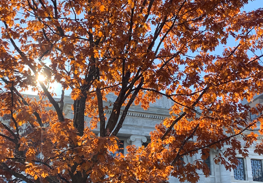 orange leaves on a tree in front of white Harvard building