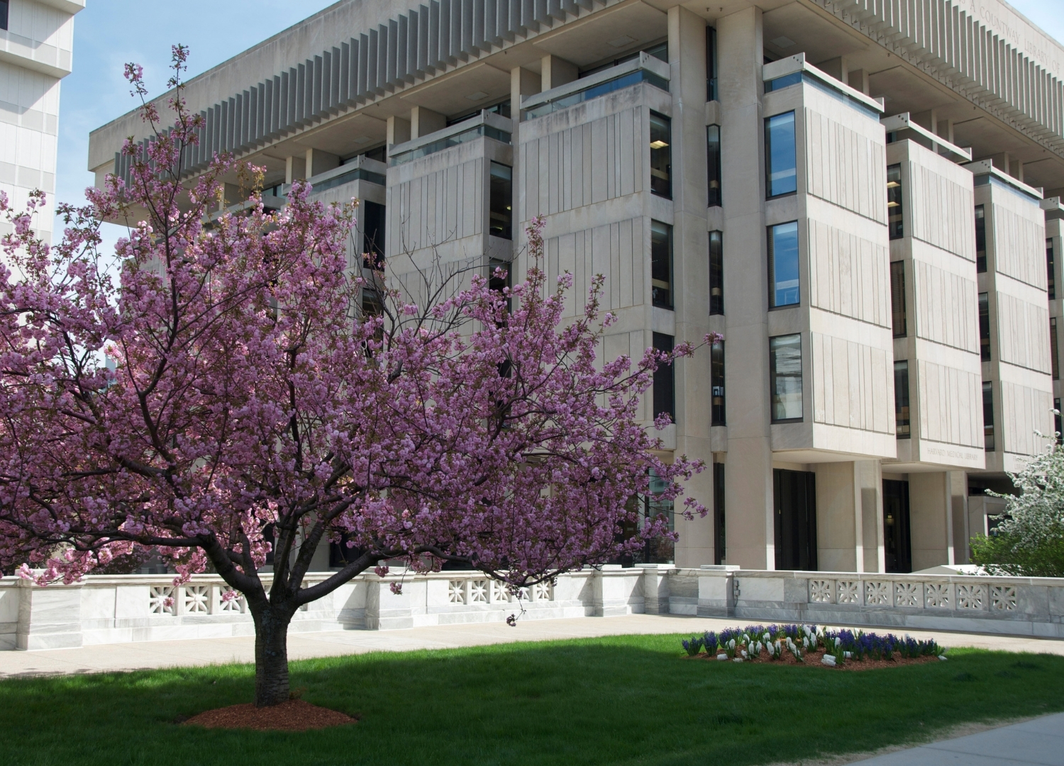 Countway library behind a flowering tree