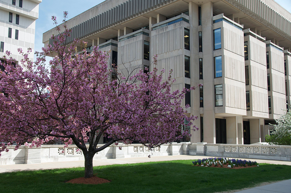 Countway Library building exterior with pink blooming tree