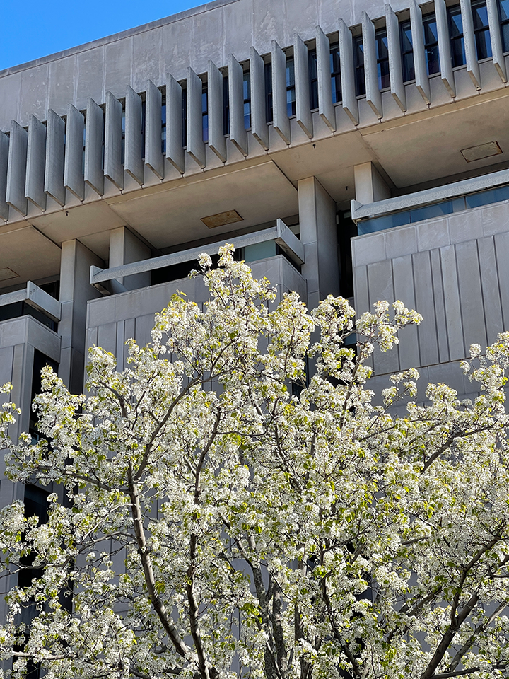 Countway Library building exterior with white blooming flowers on tree