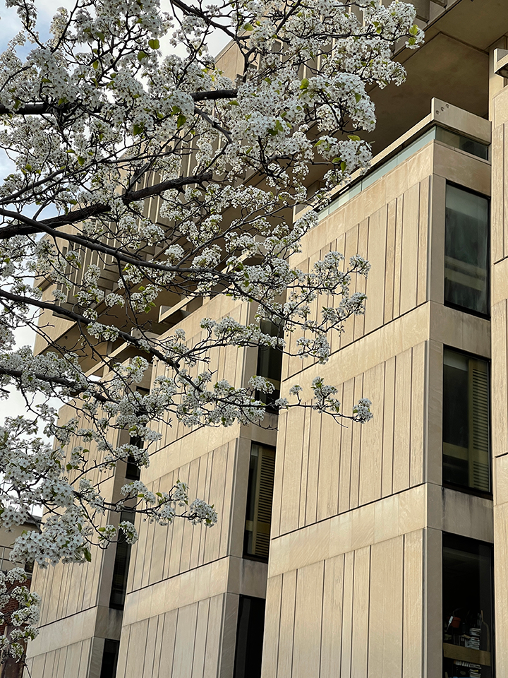 Countway Library building with white flower blooming in front