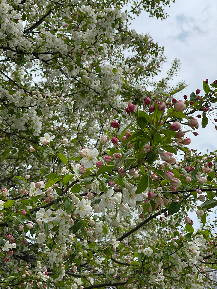 flowers budding on a tree