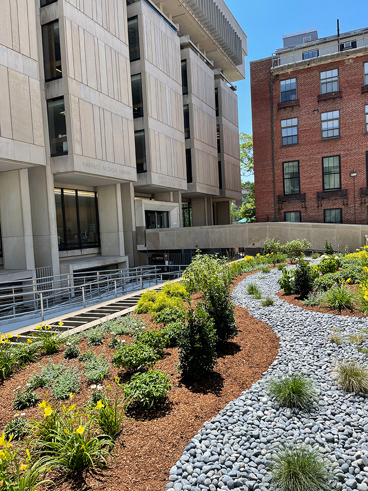landscaping such as green bushes, yellow flowers, and grey stones outside Countway Library building
