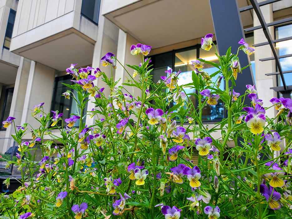 purple and yellow flowers in front of Countway Library building