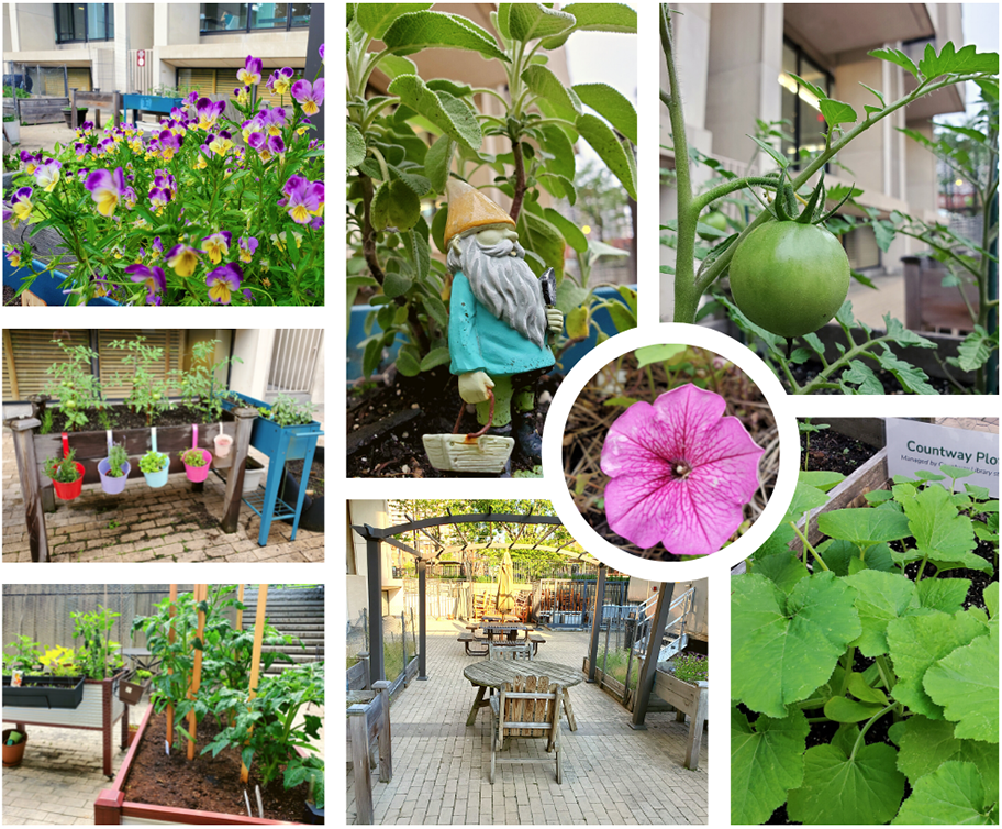 collage of images such as flowers, plants, and greenery from the library garden